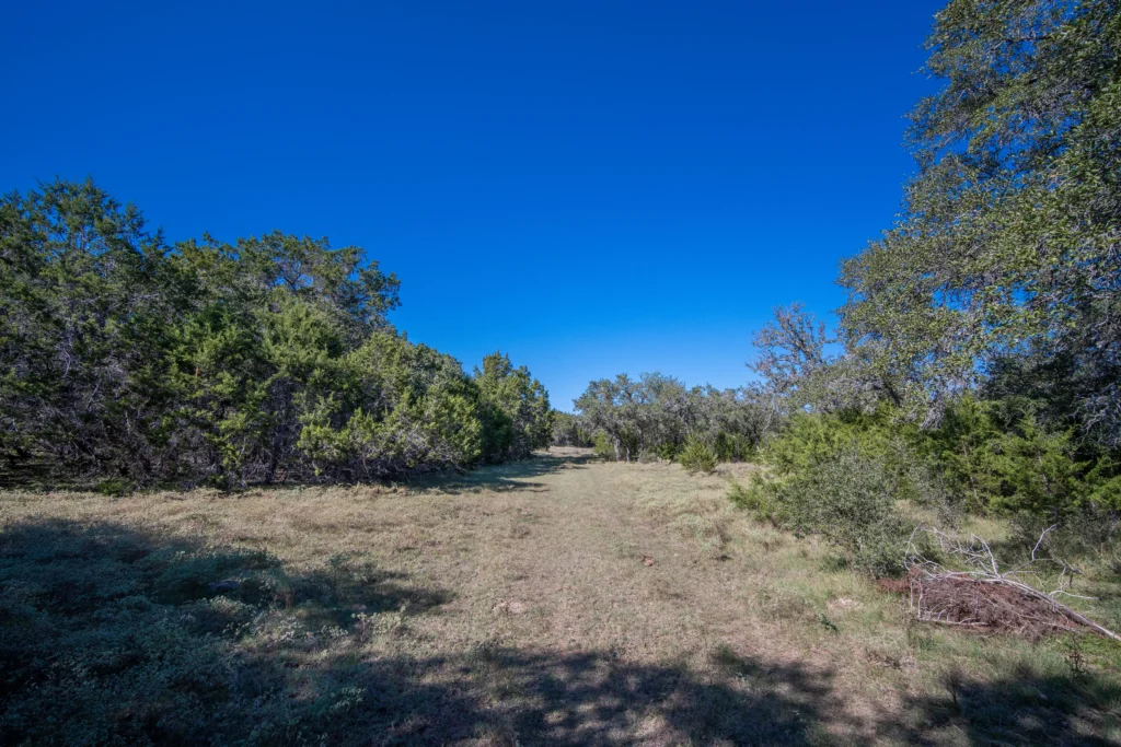 Grassy opening along a cedar and oak tree line on Stiller Bach South