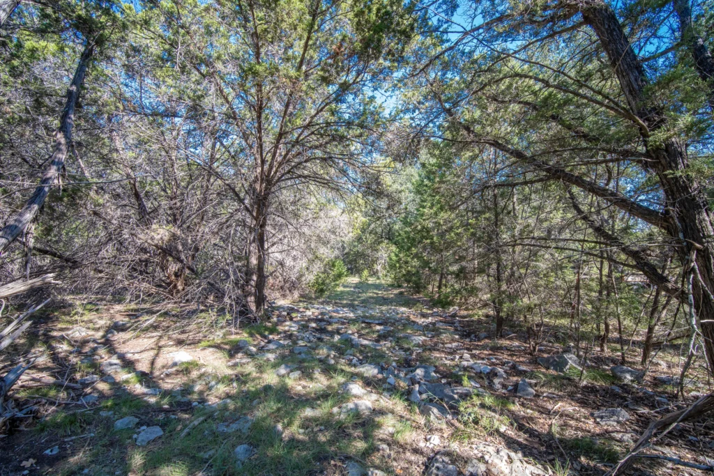 Wooded area with cedar and oaks on Stiller Bach South