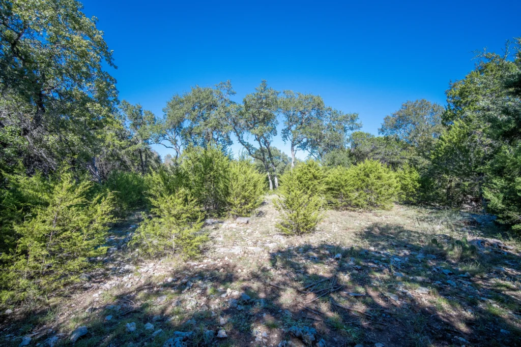 Cedar and live oaks over rocky ground on Stiller Bach South