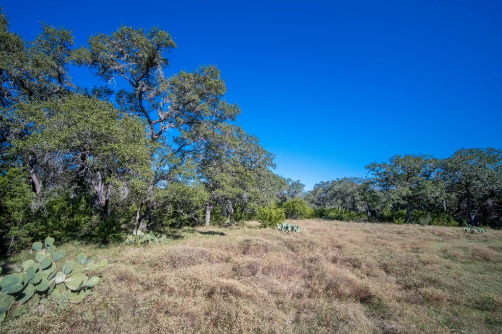 Open native grass meadow with live oaks and prickly pear on Stiller Bach South
