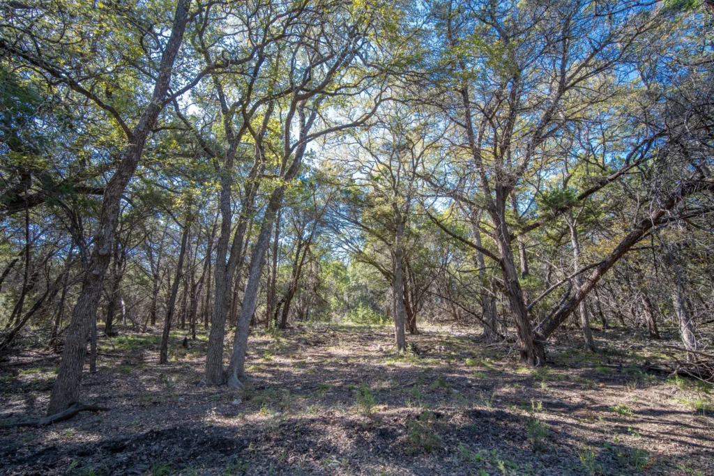 Shaded grove of mature live oaks on Stiller Bach South