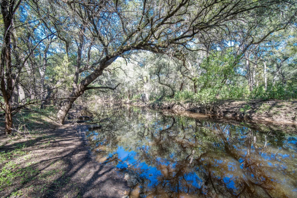 Creek pool reflecting overhanging live oaks on Stiller Bach South in Comal County, Texas