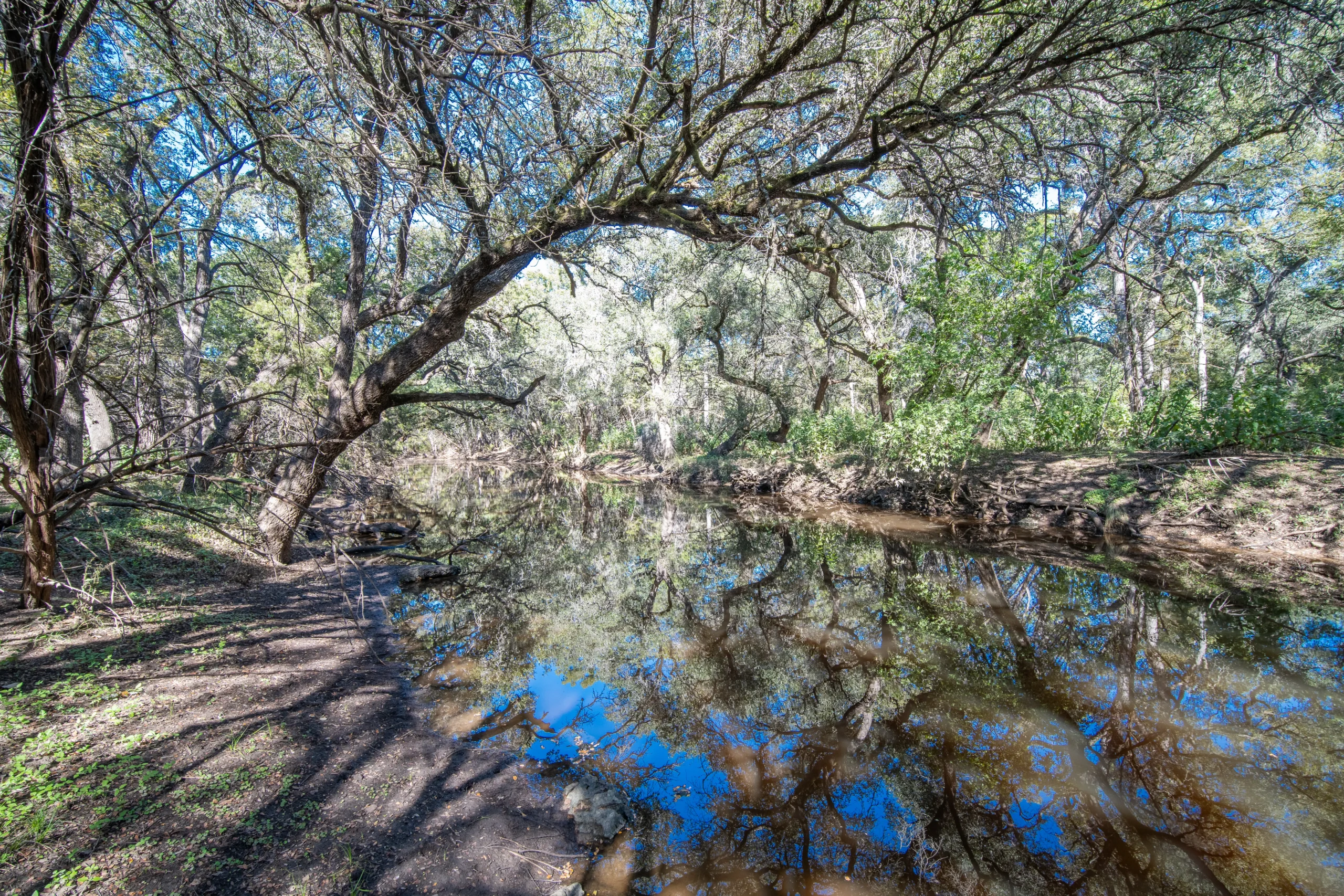 Creek pool reflecting overhanging live oaks on Stiller Bach South in Comal County, Texas