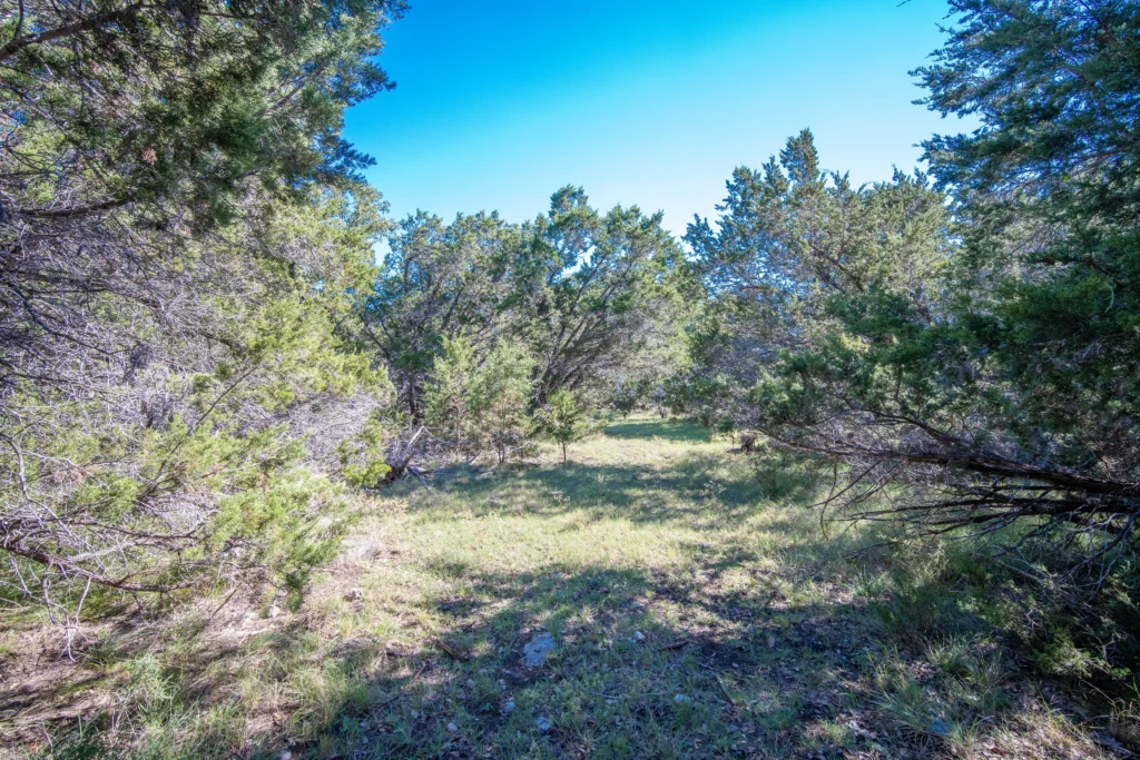 Path through cedar and oaks on Stiller Bach South