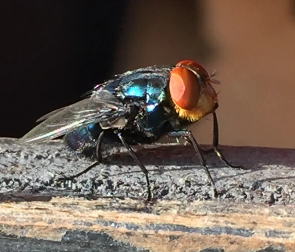 Close-up of an adult New World screwworm fly with a metallic blue-green body and orange eyes